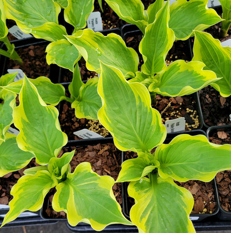 Hosta 'Paisley Border'