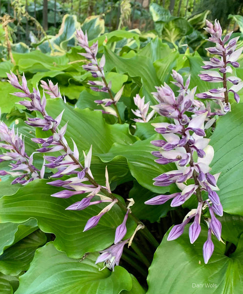 Hosta 'Peppermint Twist' flowers