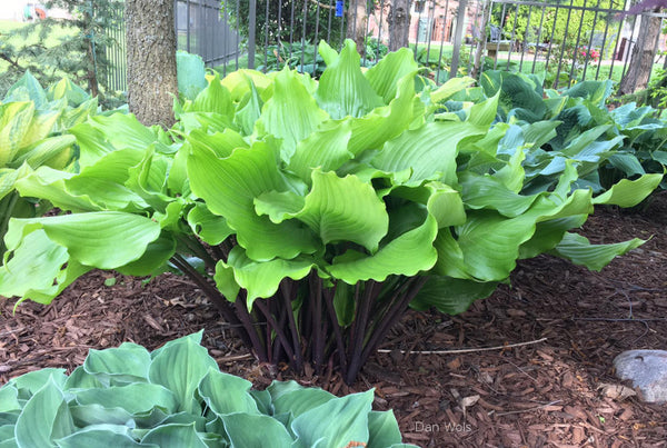 Hosta 'Peppermint Twist'