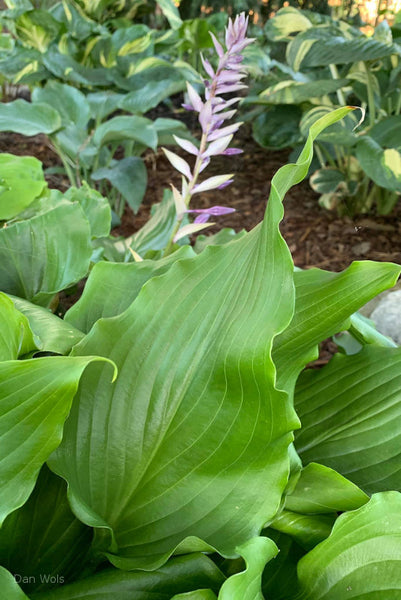 Hosta 'Peppermint Twist' leaf