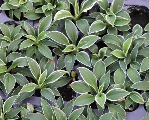 Hosta 'Pierced Mouse Ears'