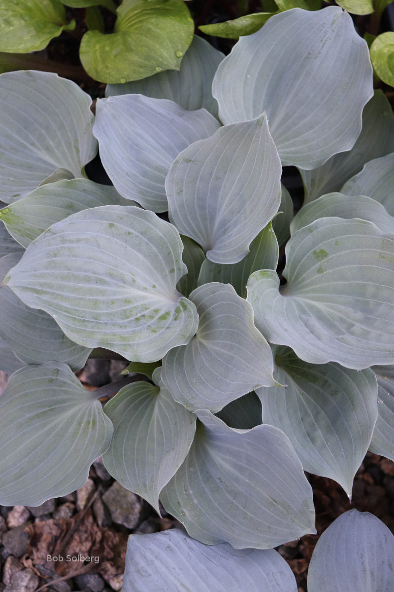 Hosta 'Plum Delicious'
