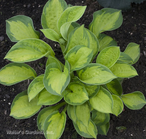 Hosta 'Pocketful of Sunshine'