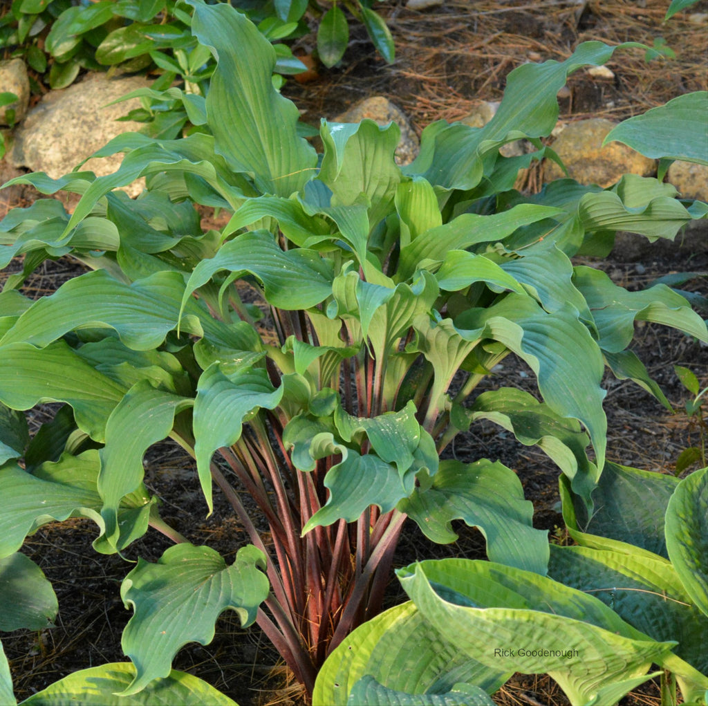 tobacco road hosta x 'Wide Brim' ~ Wide Brim Hosta Riverbend Nursery dense clump of thick Hosta 'Point Judith Light'