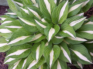 Hosta 'Pole Cat'