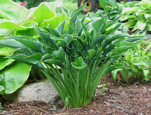 Hosta 'Praying Hands'