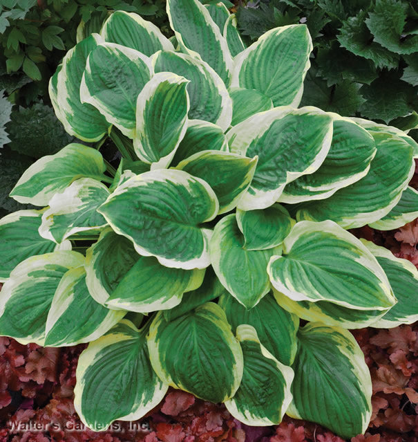 Hosta 'Royal Wedding'
