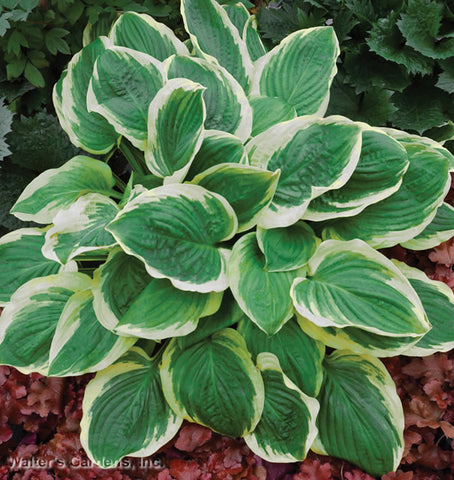 Hosta 'Royal Wedding'