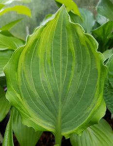 Hosta 'Sharon Stone'