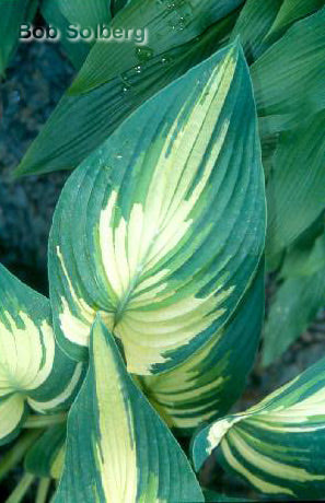 Hosta 'Sharp Dressed Man'