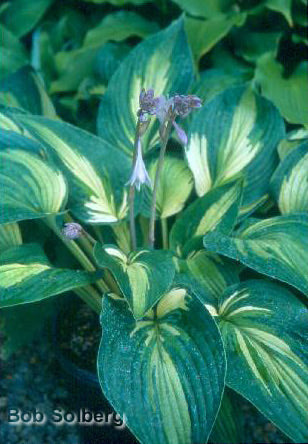 Hosta 'Sharp Dressed Man'