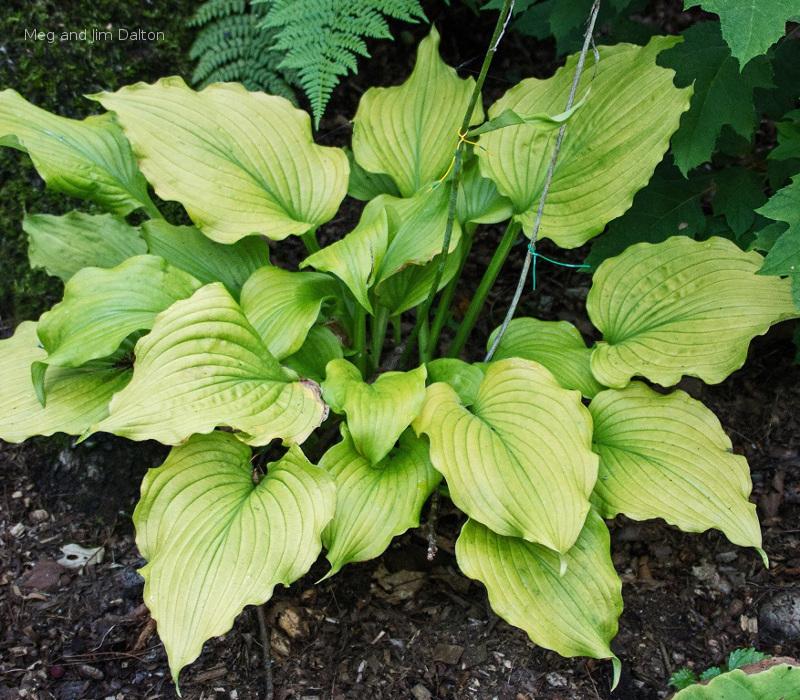 Hosta 'Sherlock'