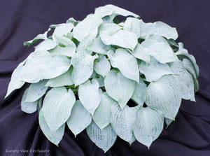 Hosta 'Silver Light'