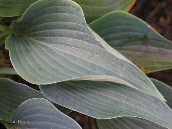 Hosta 'Silver Tongued Devil' leaf