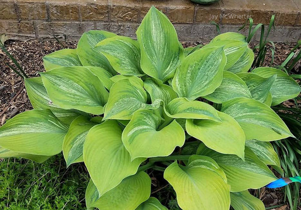 Hosta 'Sir Prize'