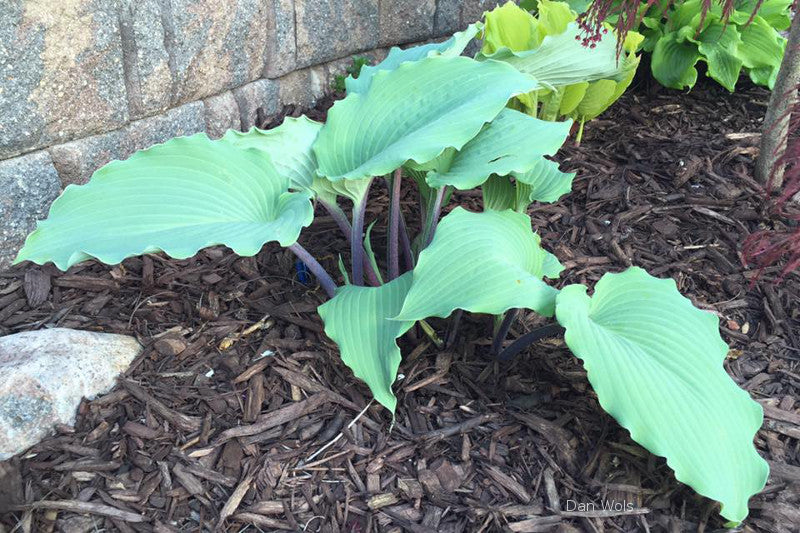 Hosta 'Skywriter' 2025 Hosta of the Year In The Country Garden