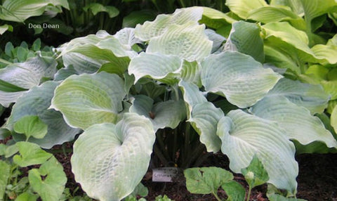 Hosta 'Solitude'