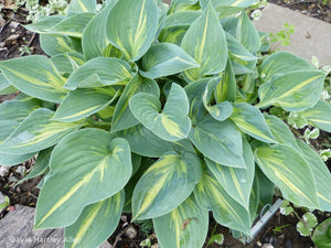 Hosta 'Stand by Me'
