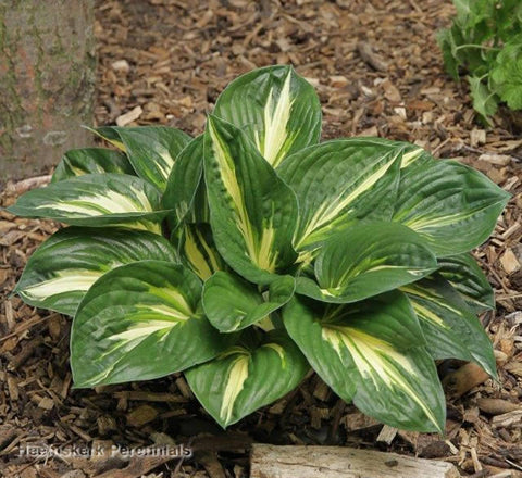 Hosta 'Sting'