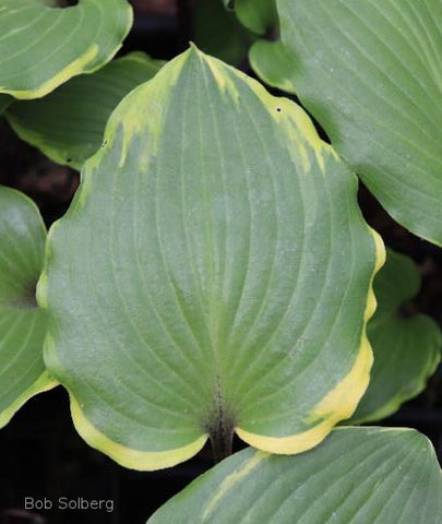 Hosta 'Sugar Cookie' leaf