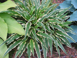 Hosta 'Syncopated Harmony'