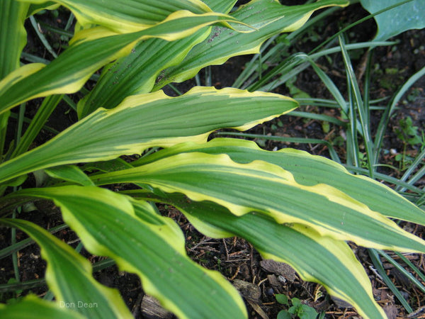 Hosta 'Syncopated Harmony'