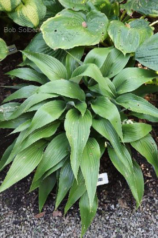 Hosta 'Talking Point'