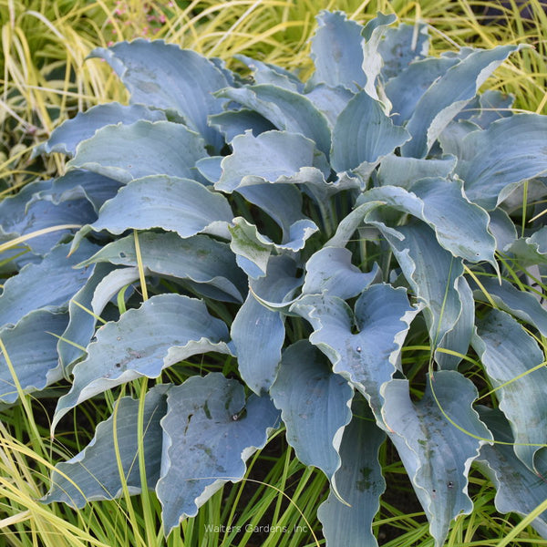 Hosta 'Tears in Heaven'