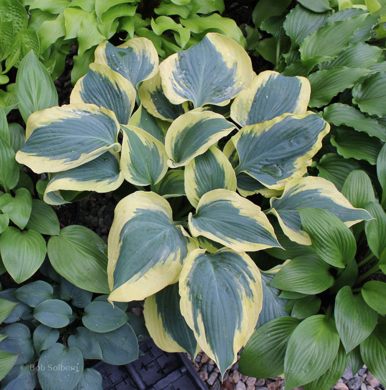 Hosta 'The Mighty Quinn'
