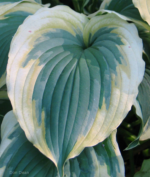 Hosta 'Transitions'