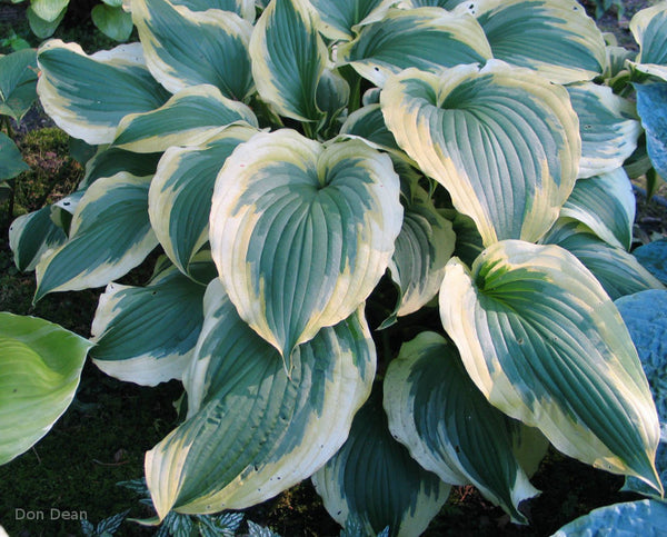 Hosta 'Transitions'