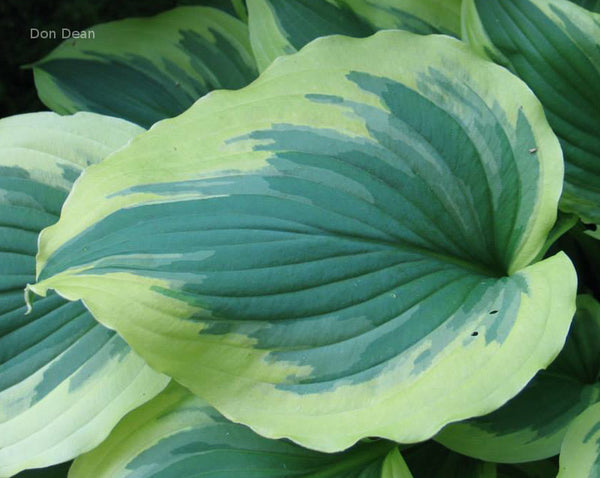 Hosta 'Transitions'