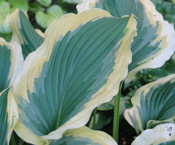 Hosta 'Transitions'