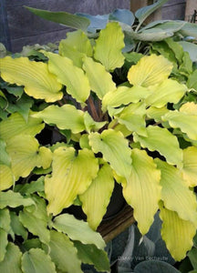 Hosta 'Valley's Pavlova'