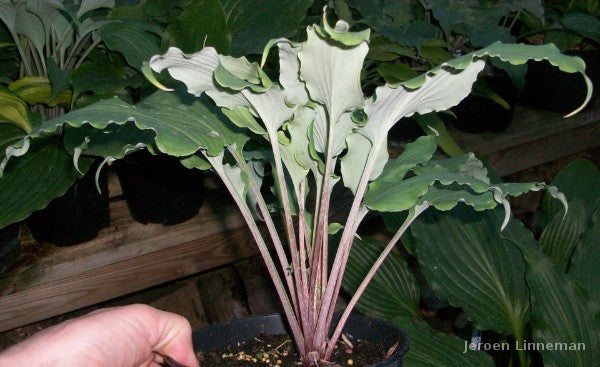 Hosta 'Valley's Ruffle Shuffle' – In The Country Garden & Gifts Online ...