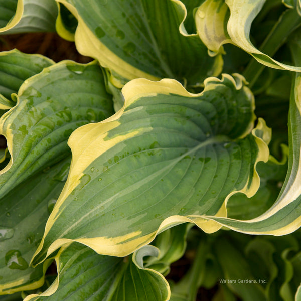Hosta 'Voices in the Wind' leaf