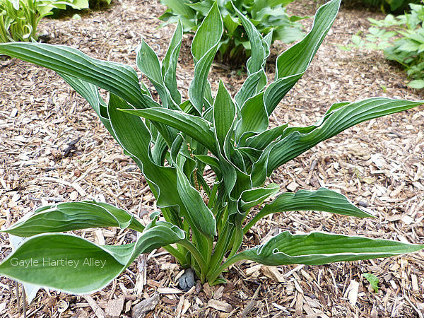 hosta praying plant Hosta 'Wings of a Prayer' – In The Country Garden & Gifts Online Store
