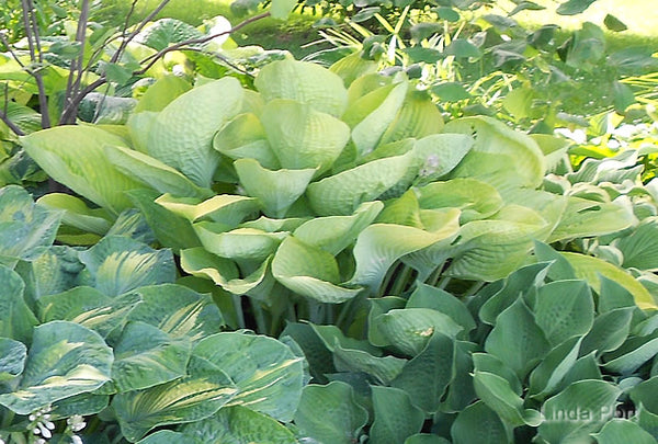 Hosta 'World Cup'