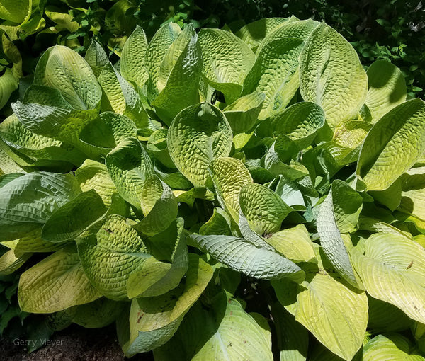 Hosta 'World Cup'