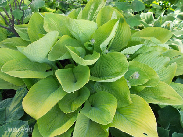 Hosta 'World Cup'