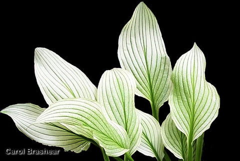 Hosta 'Zebra Stripes'