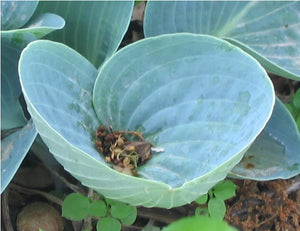 Hosta 'Kiwi Blue Baby'