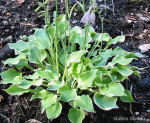 Hosta 'Lakeside Scamp'