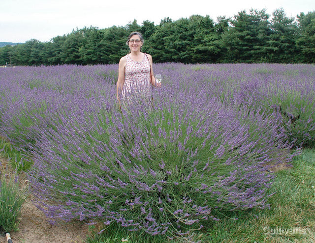 Lavandula 'Phenomenal'