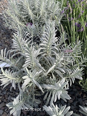 Lavandula Sensational!