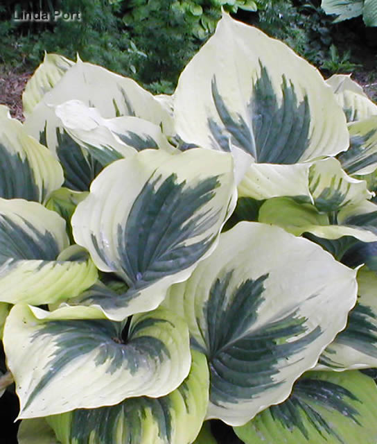 Liberty Hosta - Premium | Hosta 'Liberty' PP#12531 | Purple | Zone 3-9 | Partial Shade