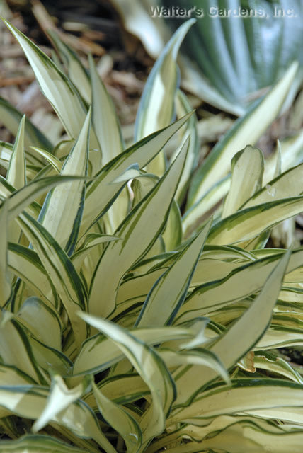 Hosta 'Little Jay'