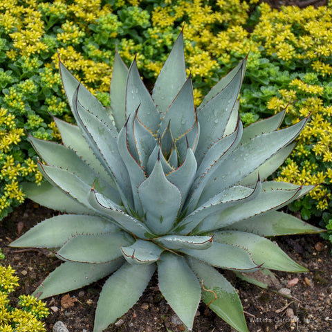 Mangave 'Blue Dart'