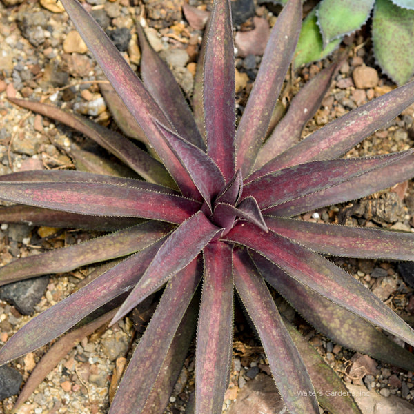 Mangave 'Center of Attention'