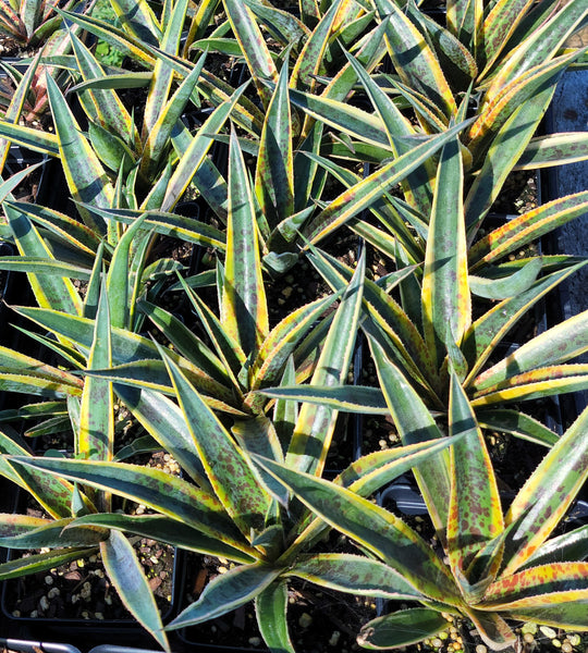 Mangave 'Pineapple Punch' 4 inch pots